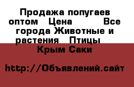 Продажа попугаев оптом › Цена ­ 500 - Все города Животные и растения » Птицы   . Крым,Саки